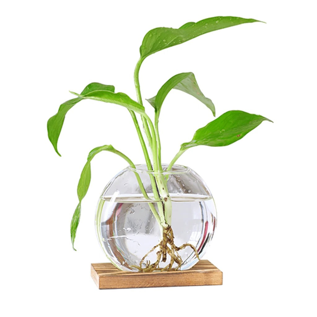 Hydroponic Plant Vase